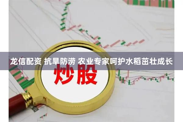 龙信配资 抗旱防涝 农业专家呵护水稻茁壮成长